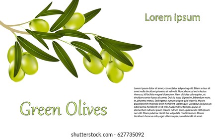 Card greeting card or label with a branch of green olives and leaves on a white background. Vector illustration of a realistic olive.