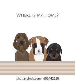 Card of homeless puppies