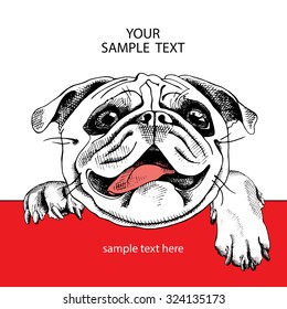 The card with image Portrait of a dog Pug. Vector illustration.