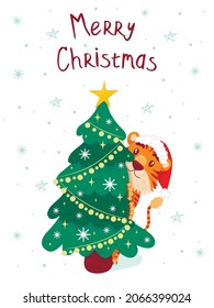 card with the inscription Merry Christmas with a cute tiger, the symbol of the Chinese new year. flat style. A tiger in a Christmas hat hid behind a Christmas tree and looks out