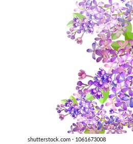 card Lilac branch flowers blooming spring  Vector illustration
