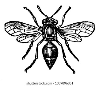 Card Making Wasp where the card making wasp is almost superior to the bee vintage line drawing or engraving illustration.