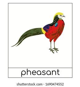 Card with pheasant for learning english animals. Colorful bird in impressionist style. Vector stock illustration, education.