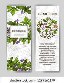 Card with place for text. Herbs banner in sketch style. Poster design for your product. Vector illustration.