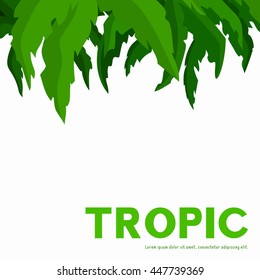 Card, poster, banner, layout template with palm tree leaves. Vector illustration.
