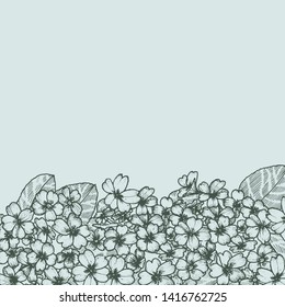 Card with primula. Graphics. Botanical drawing.