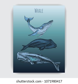 Card with sperm whale, humpback, bowhead whale. Hand drawn skersh whale.