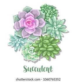 Card with succulents. Echeveria, Jade Plant and Donkey Tails.