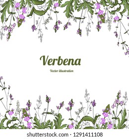 Card, Template, Banner Hand Drawing Of Leaves Flowers Of Verbena Branches. Color Green Graphics, Vector Illustration.