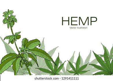 Card, template, banner hand drawing of leaves of hemp cannabis  branches. Color green graphics, vector illustration.