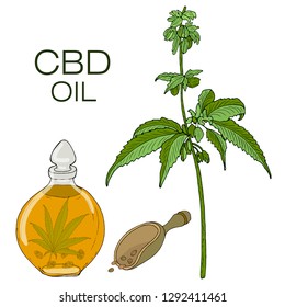Card, template, banner hand drawing of leaves of hemp cannabis  branches. CBD oil. Color green graphics, vector illustration.