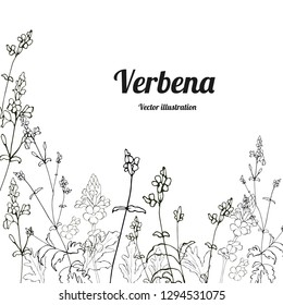 Card, template, banner hand drawing of leaves flowers of verbena branches. Color green graphics, vector illustration.