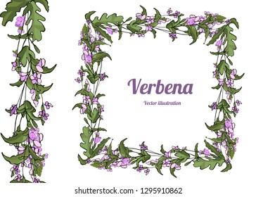 Card, template, banner hand drawing a wreath of leaves and flowers of vervain  branches. Color green verbena graphics, vector illustration. Seamless horizontal border.