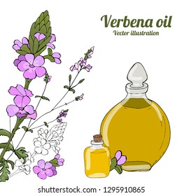 Card, template, banner hand drawing of leaves of vervain oil  branches. Verbena oil. Color green graphics, vector illustration.