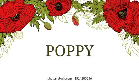 Card, template, banner, header hand drawing of leaves flowers of red poppy. Color red green graphics, vector illustration.

