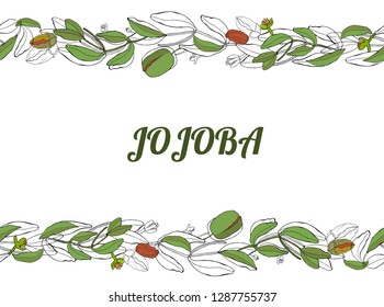 Card, template with hand drawn leaves, branch and flowers jojoba. Vector black and white, color illustration. Seamless horizontal border.