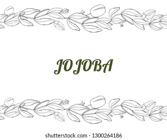 Card, template with hand drawn leaves, branch and flowers jojoba. Vector black and white  illustration. Seamless horizontal border.