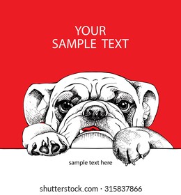 Card template with portrait of a bulldog on red background. Vector illustration.