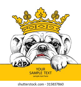 Card template with portrait of a bulldog in yellow crown. Vector illustration.