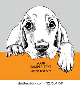 Card template with portrait dog Basset Hound. Vector illustration.