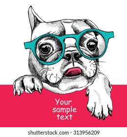 Card template with portrait of a French bulldog in glasses. Vector illustration.