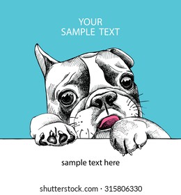 Card template with portrait of a French bulldog on a blue background. Vector illustration.