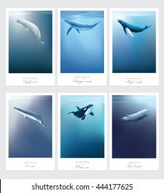 Card templates with whales swimming under the blue ocean surface vector illustrations. Beluga, Orca, Blue whale, Sperm whale, Minke, Humpback marine mammals.