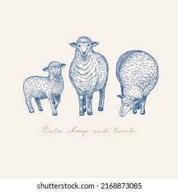 Card with three sheep. Vintage vector illustration of animals. Blue.