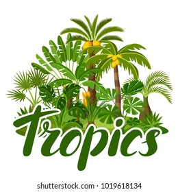 Card with tropical palm trees. Exotic tropical plants Illustration of jungle nature.