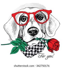 Card of Valentine's Day. Dog portrait in glasses with red rose. Vector illustration.