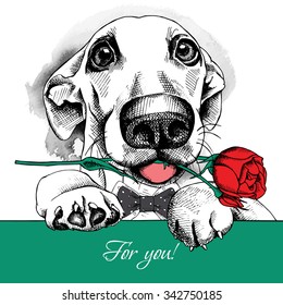 Card of Valentine's Day. Funny Dog portrait in tie with red rose. Vector illustration.