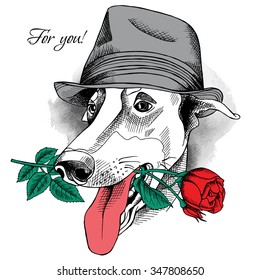 Card Valentine's Day. Portrait of a dog Greyhound wearing hat with a red rose. Vector illustration.