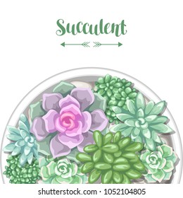 Card with various succulents in pot. Echeveria, Jade Plant and Donkey Tails.