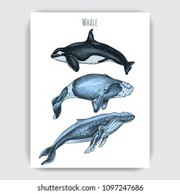 Card with whale. Colorful vector illustration with wildlifr animals.