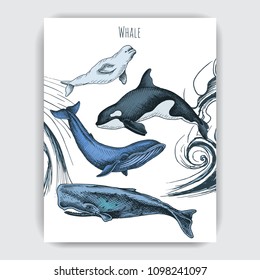 Card with whale. Colorful vector illustration with wildlifr animals.