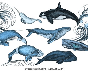 Card with whale. Colorful vector illustration with wildlifr animals.