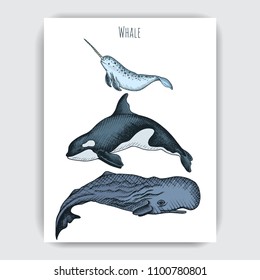 Card with whale. Colorful vector illustration with wildlifr animals.