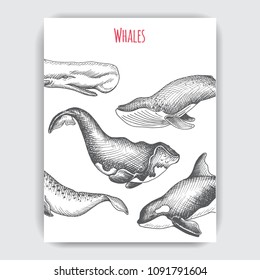 Card with whale. Vector hand drawn illustration wildlife animals.