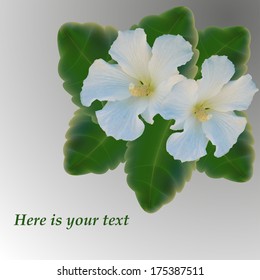 Card with white mallow flower vector created by mesh, gradient tools