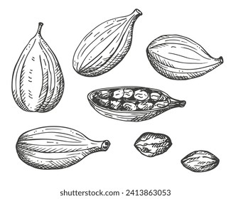 Cardamom aromatic camphor spice engraved sketch hand drawn ink fresh and dried fruit pods of cardamom plant. Eastern traditional medicine, food, Ayurveda, harvest seeds cardamum, ingredient. Vector