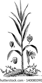 Cardamom is the aromatic capsular fruit of an Indian herb (Elettaria cardamomum) of the ginger family with seeds used as a spice or condiment and in medicine, vintage line drawing or engraving