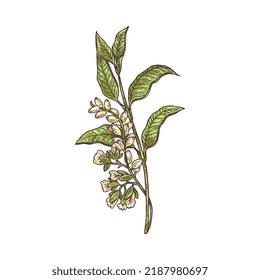 Cardamom blooming blossoming fresh branch, hand drawn sketch style vector illustration isolated on white background. Cardamom spice aromatic plant flowering.