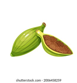 Cardamom or cardamon, aromatic food, healthy menu. Aromatic seasoning ingredient. Herbs spice, salad and meals. Isolated vector illustration in cartoon style.