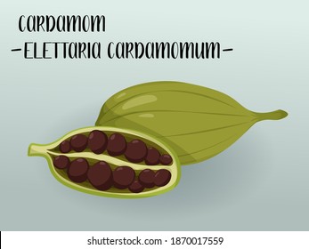 Cardamom (Elettaria cardamomum) dried seeds as a spicy ingredient in mulled wine and bakery. Isolated cardamom  seeds for winter and christmas artworks, textile, sites and decorations.