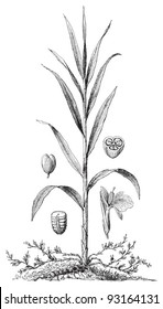 Cardamom (Elettaria Cardamomum) / vintage illustration from Meyers Konversations-Lexikon 1897