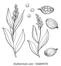 Cardamom graphic black white isolated sketch illustration vector