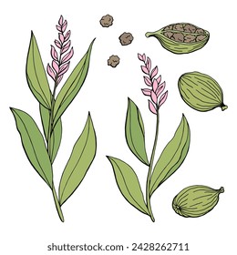 Cardamom graphic color isolated sketch illustration vector