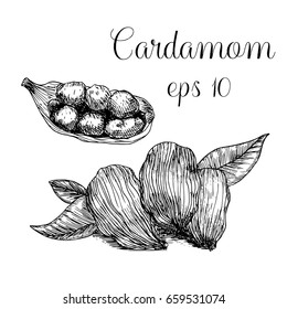 Cardamom. Hand drawn spices in sketchy style. Vector illustration.
