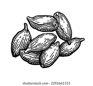 Cardamom handful. Hand drawn ink sketch isolated on white background.