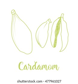Cardamom icon. Sketch. Vector illustration.
